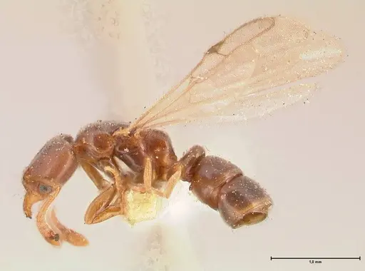 Hypoponera punctatissima specimen FOCOL0983 image focol0983_3