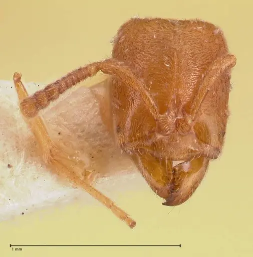 Hypoponera punctatissima specimen FOCOL0984 image focol0984_1
