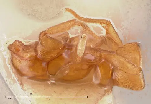 Hypoponera punctatissima specimen FOCOL0984 image focol0984_2