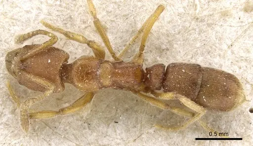 Hypoponera punctiventris specimen CASENT0903916 image casent0903916_1