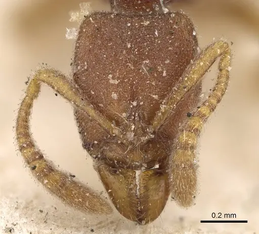 Hypoponera punctiventris specimen CASENT0922437 image casent0922437_2