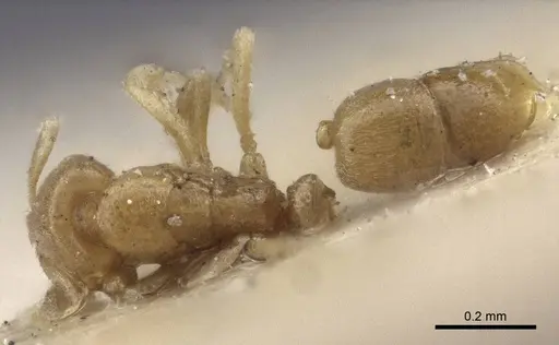 Hypoponera pygmaea specimen CASENT0916600 image casent0916600_1