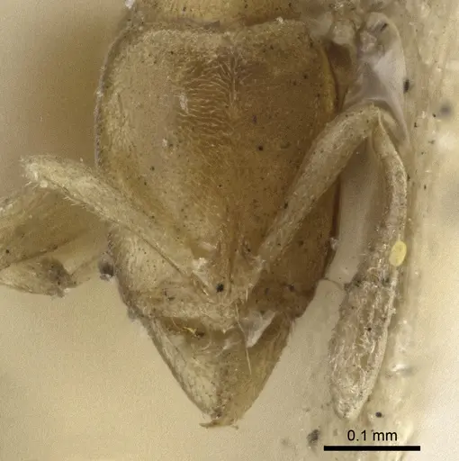 Hypoponera pygmaea specimen CASENT0916600 image casent0916600_2