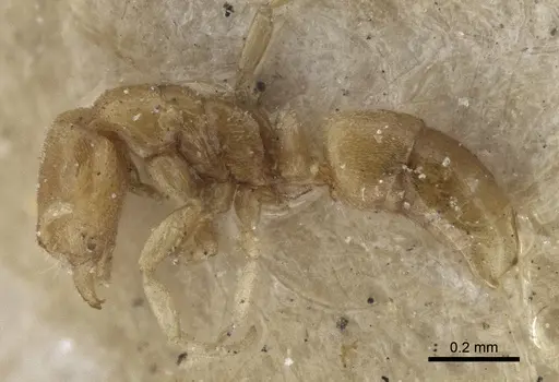 Hypoponera pygmaea specimen CASENT0916600 image casent0916600_3