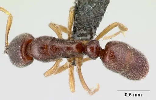 Hypoponera quaestio specimen CASENT0192421 image casent0192421_1