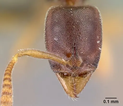 Hypoponera quaestio specimen CASENT0192421 image casent0192421_2