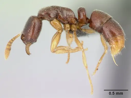 Hypoponera quaestio specimen CASENT0192421 image casent0192421_3