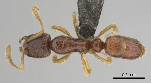 Hypoponera quaestio specimen CASENT0250610 image casent0250610_1