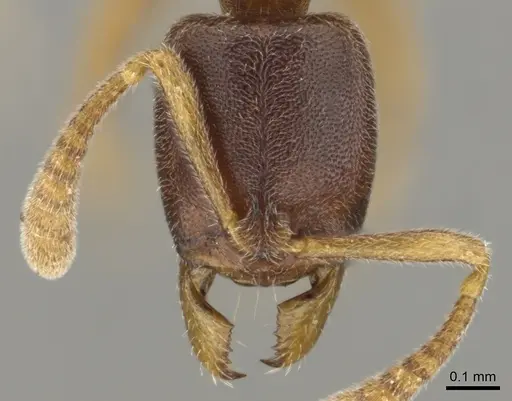 Hypoponera quaestio specimen CASENT0250610 image casent0250610_2