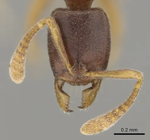 Hypoponera quaestio specimen CASENT0250610 image casent0250610_3