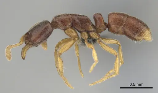 Hypoponera quaestio specimen CASENT0250610 image casent0250610_4