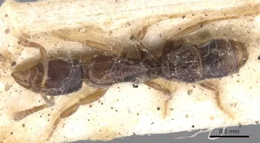 Hypoponera queenslandensis specimen CASENT0902569 image casent0902569_1