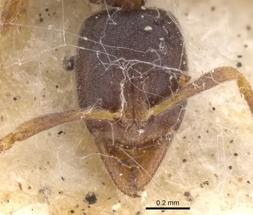 Hypoponera queenslandensis specimen CASENT0902569 image casent0902569_2