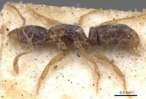 Hypoponera queenslandensis specimen CASENT0902569 image casent0902569_3