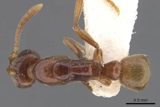 Hypoponera queenslandensis specimen CASENT0907321 image casent0907321_1
