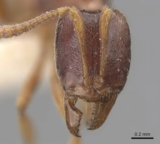 Hypoponera queenslandensis specimen CASENT0907321 image casent0907321_2