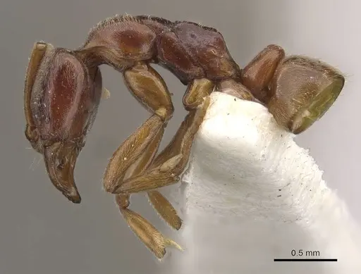 Hypoponera queenslandensis specimen CASENT0907321 image casent0907321_3
