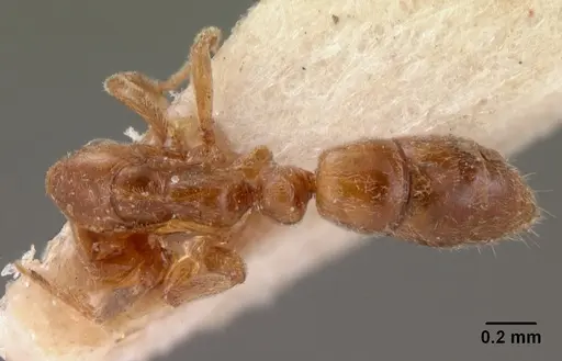 Hypoponera ragusai specimen CASENT0102028 image casent0102028_1