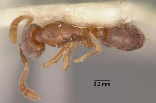 Hypoponera ragusai specimen CASENT0102273 image casent0102273_1