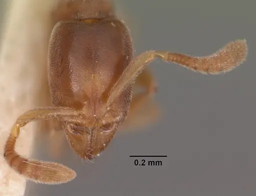 Hypoponera ragusai specimen CASENT0102273 image casent0102273_2