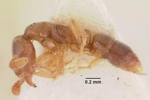 Hypoponera ragusai specimen CASENT0102273 image casent0102273_3
