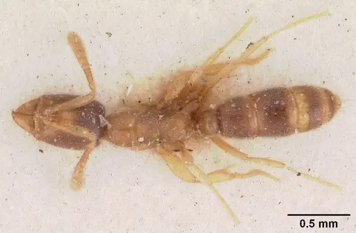 Hypoponera ragusai specimen CASENT0102274 image casent0102274_1