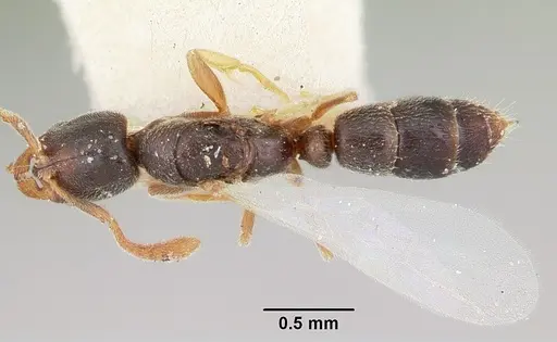 Hypoponera ragusai specimen CASENT0103117 image casent0103117_1