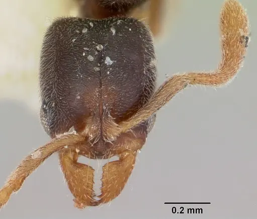 Hypoponera ragusai specimen CASENT0103117 image casent0103117_2