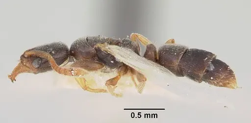 Hypoponera ragusai specimen CASENT0103117 image casent0103117_3