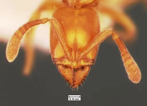 Hypoponera ragusai specimen CASENT0105558 image casent0105558_1