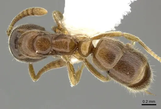 Hypoponera ragusai specimen CASENT0270525 image casent0270525_1