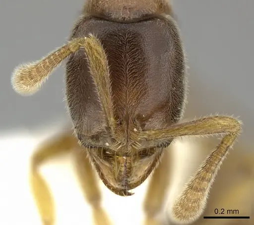 Hypoponera ragusai specimen CASENT0270525 image casent0270525_2