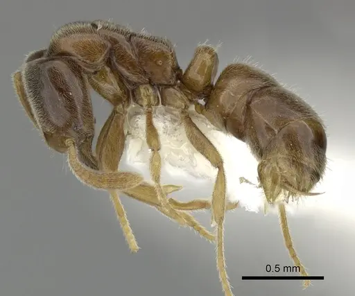 Hypoponera ragusai specimen CASENT0270525 image casent0270525_3