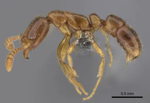 Hypoponera ragusai specimen CASENT0818943 image casent0818943_1