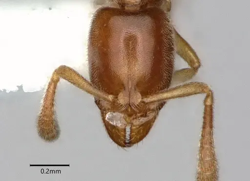 Hypoponera ragusai specimen CASENT0882113 image casent0882113_2