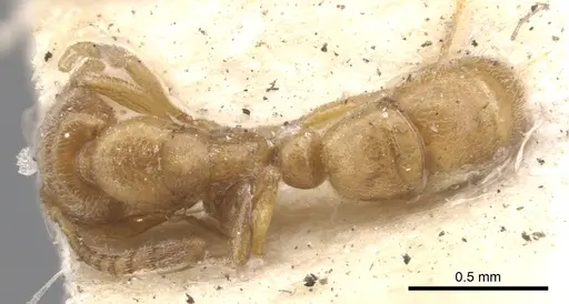 Hypoponera ragusai specimen CASENT0902562 image casent0902562_1
