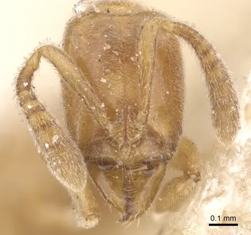 Hypoponera ragusai specimen CASENT0902562 image casent0902562_2