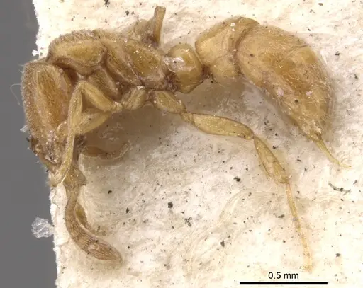 Hypoponera ragusai specimen CASENT0902562 image casent0902562_3