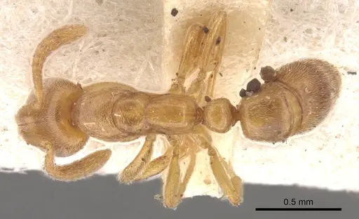 Hypoponera ragusai specimen CASENT0902563 image casent0902563_1