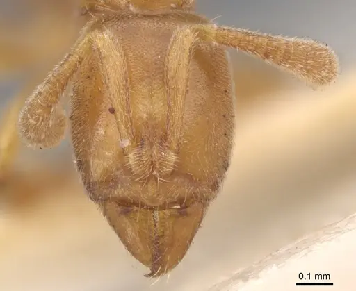 Hypoponera ragusai specimen CASENT0902563 image casent0902563_2