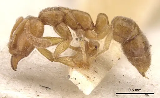 Hypoponera ragusai specimen CASENT0902563 image casent0902563_3