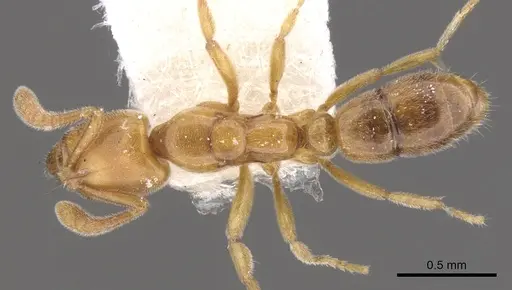 Hypoponera ragusai specimen CASENT0902564 image casent0902564_1