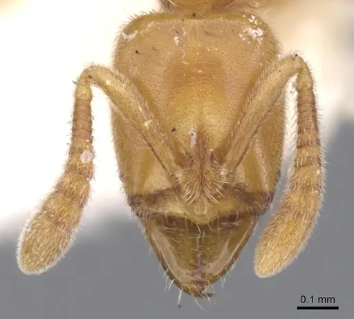 Hypoponera ragusai specimen CASENT0902564 image casent0902564_2