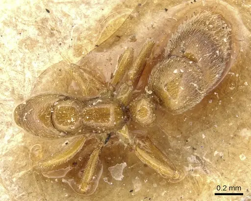 Hypoponera ragusai specimen CASENT0903907 image casent0903907_1