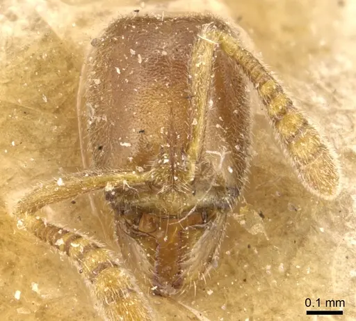 Hypoponera ragusai specimen CASENT0903907 image casent0903907_2