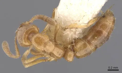 Hypoponera ragusai specimen CASENT0907310 image casent0907310_1