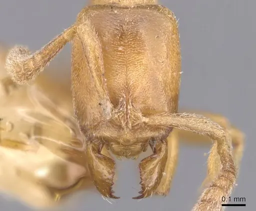 Hypoponera ragusai specimen CASENT0907310 image casent0907310_2