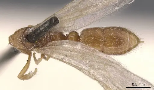 Hypoponera ragusai specimen CASENT0907312 image casent0907312_1