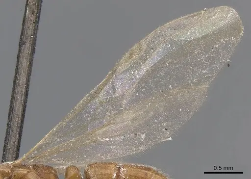 Hypoponera ragusai specimen CASENT0907312 image casent0907312_3