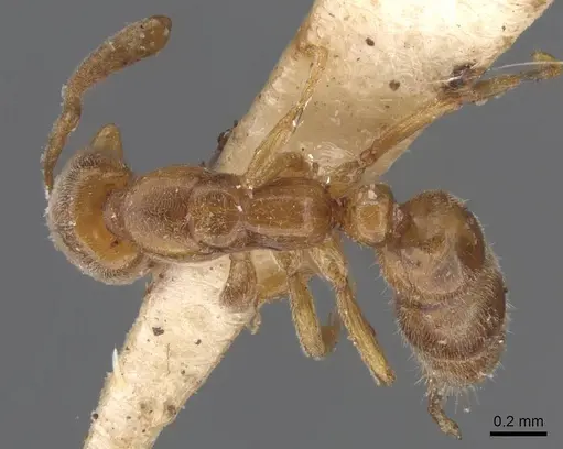 Hypoponera ragusai specimen CASENT0907313 image casent0907313_1